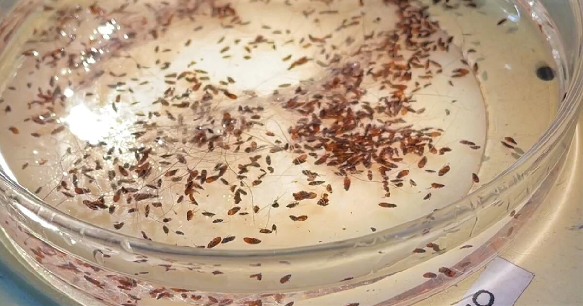 Los Angeles Faces Record Flea-Borne Typhus: What You Need to Know